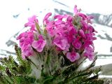 Pedicularis pallasii. Верхушка цветущего растения. Камчатский край, Елизовский р-н, природный парк \"Вулканы Камчатки\", южный кластер, Налычевский, по каменистому склону борта Сухой речки, 04.06.2008.