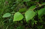 Betula pubescens