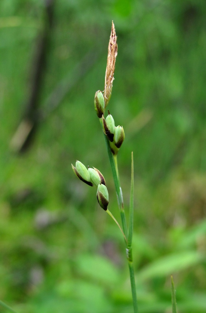 Изображение особи Carex rariflora.