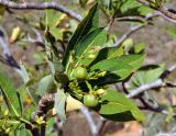 Jatropha unicostata. Верхушка ветви с плодами. Сокотра, окр. дер. Аомак, сухой каменистый склон в окрестностях пещеры Догуб. 31.12.2013.