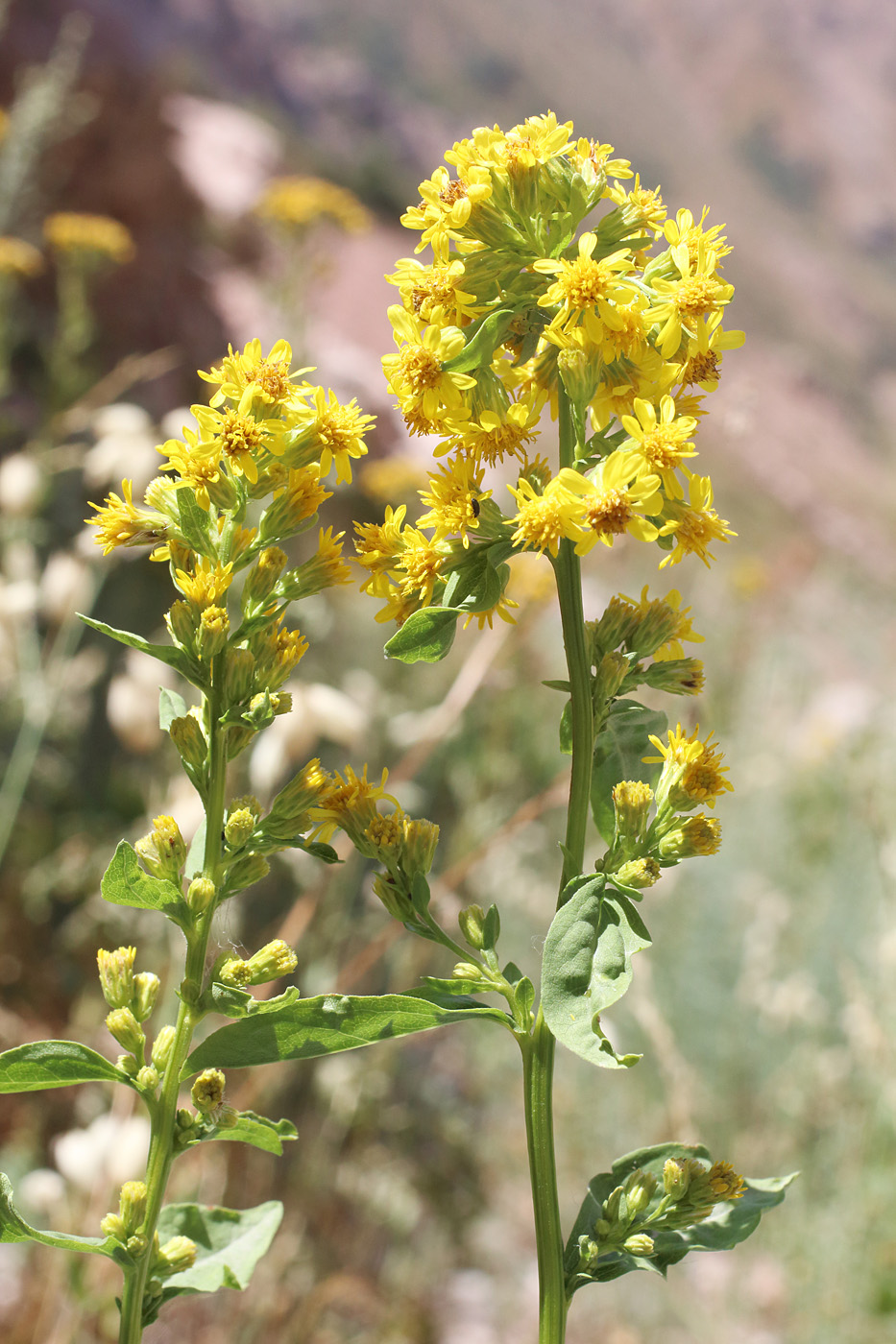 Изображение особи Solidago virgaurea ssp. dahurica.