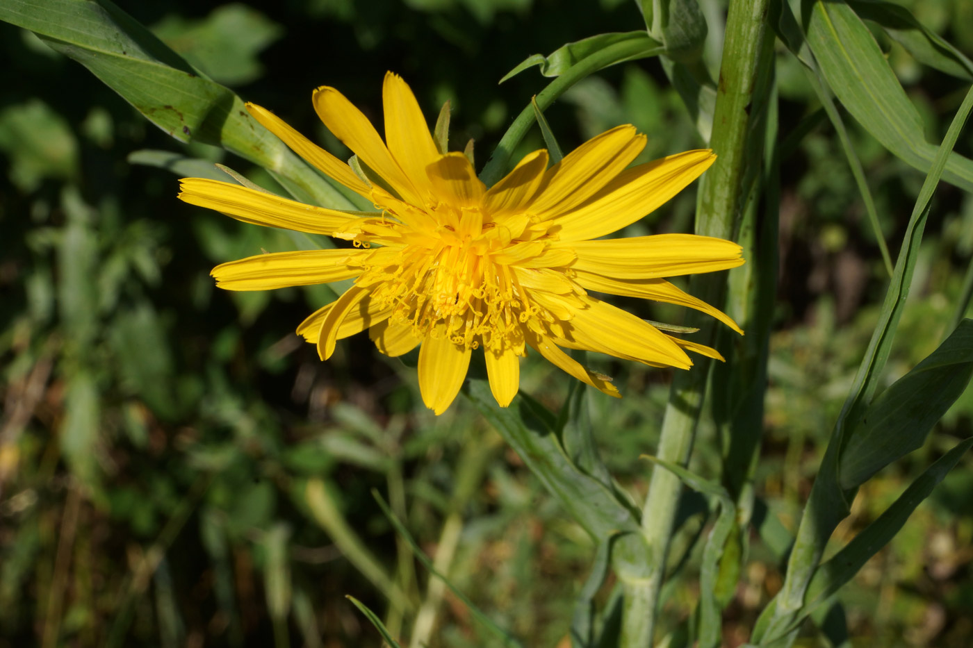 Изображение особи Tragopogon orientalis.