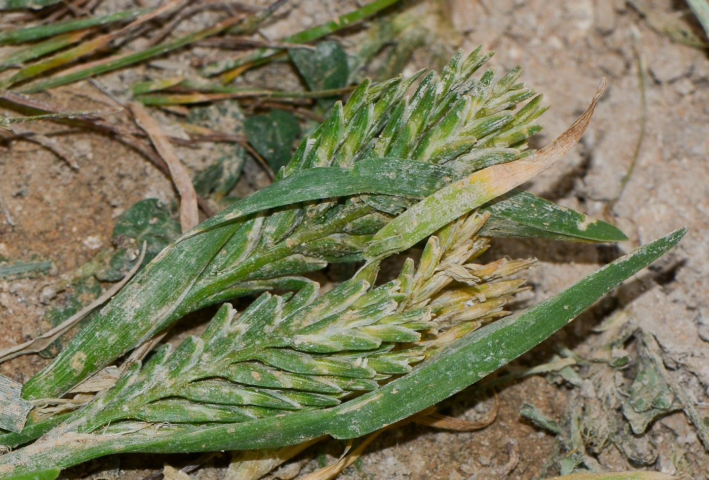 Изображение особи Sclerochloa dura.