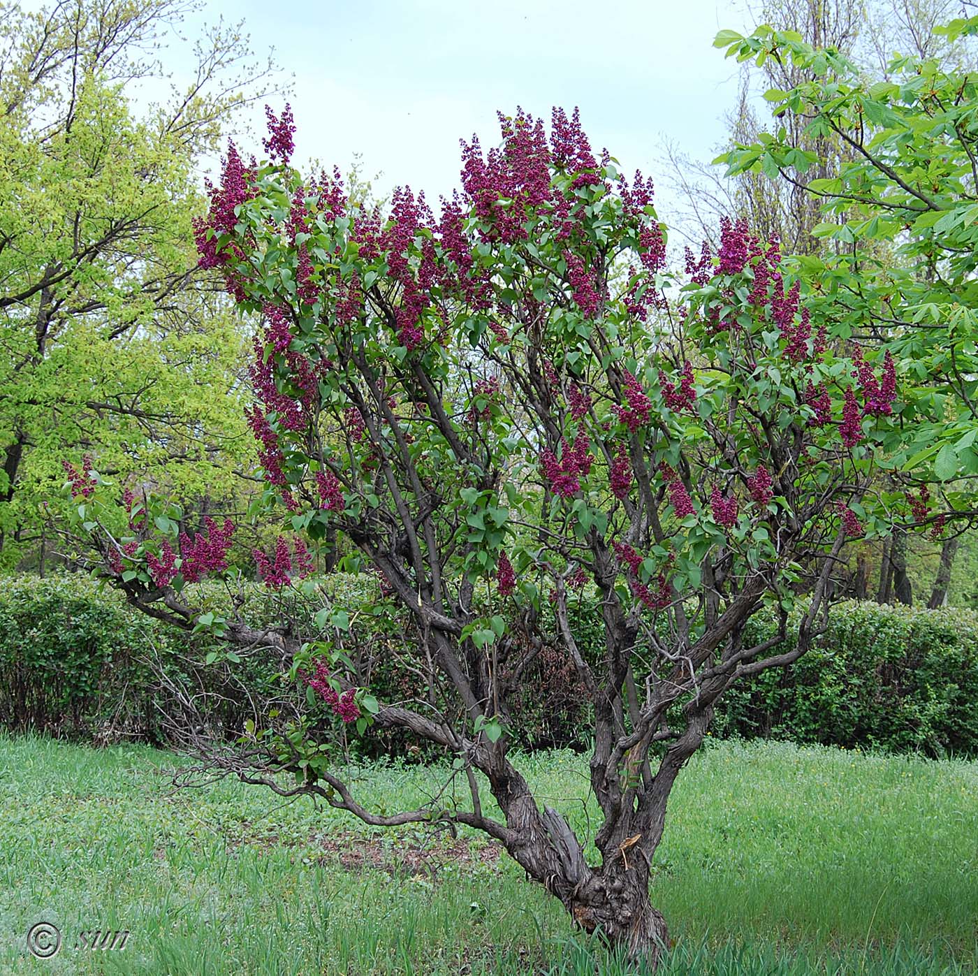 Изображение особи Syringa vulgaris.