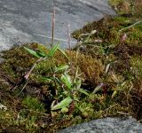 Epilobium palustre. Цветущее растение. Мурманск, микрор-н Росляково, берег губы Грязная Кольского залива, задернованная и замшелая расщелина в каменной плите на верхнем уровне супралиторали. 26.07.2015.