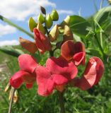 Lathyrus miniatus. Соцветие. Краснодарский край, м/о г. Геленджик, хр. Маркотх, гора Иорданова, выс. ≈ 630 м н.у.м., горный луг. 21.05.2016.