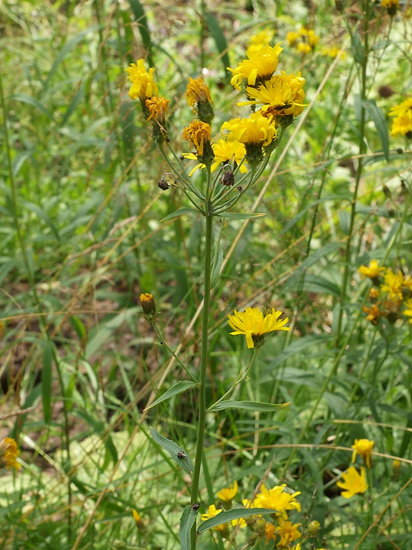 Изображение особи Hieracium umbellatum.