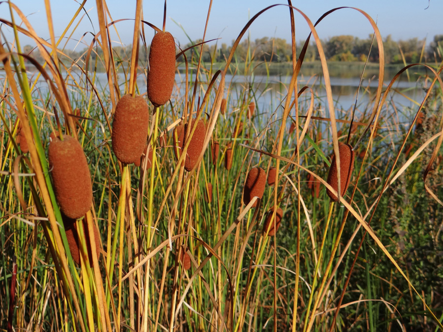 Изображение особи Typha laxmannii.