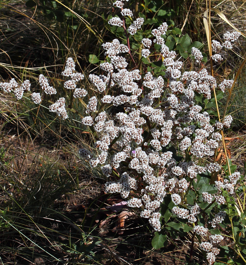 Изображение особи Goniolimon speciosum.