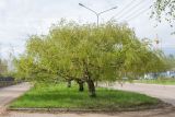 Betula pendula var. carelica