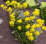 Draba scabra