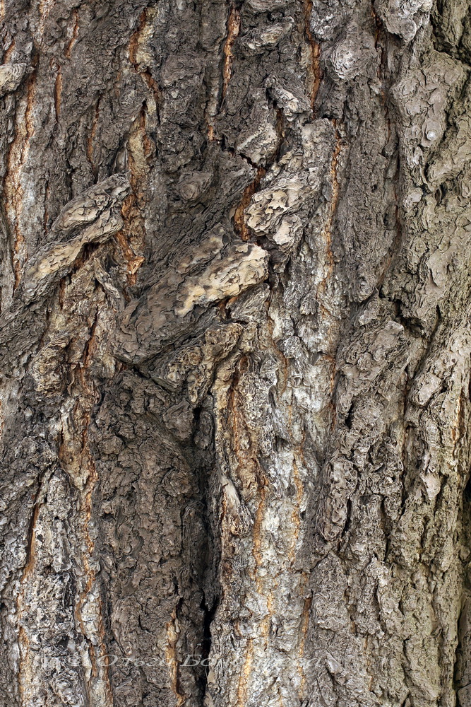 Image of Ginkgo biloba specimen.