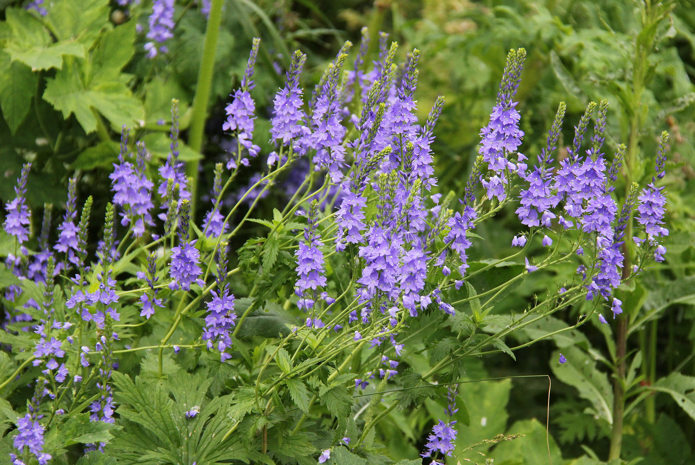 Изображение особи Veronica teucrium.