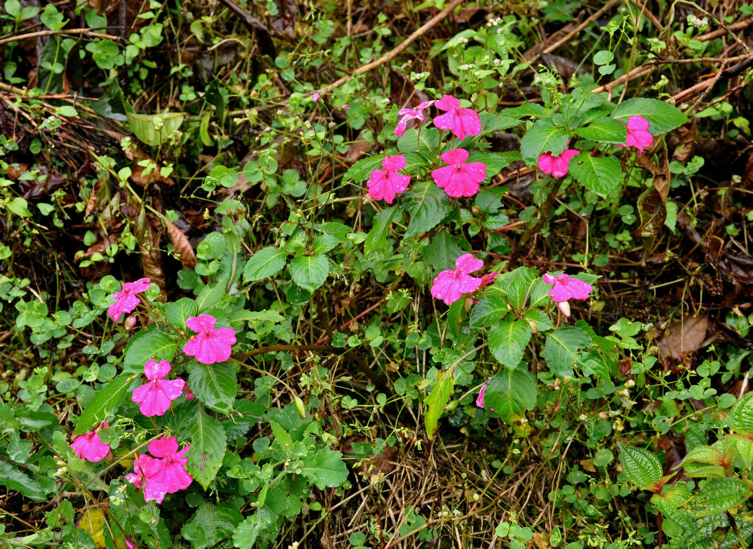 Изображение особи Impatiens walleriana.