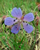 Geranium transbaicalicum