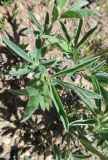 Thermopsis lanceolata