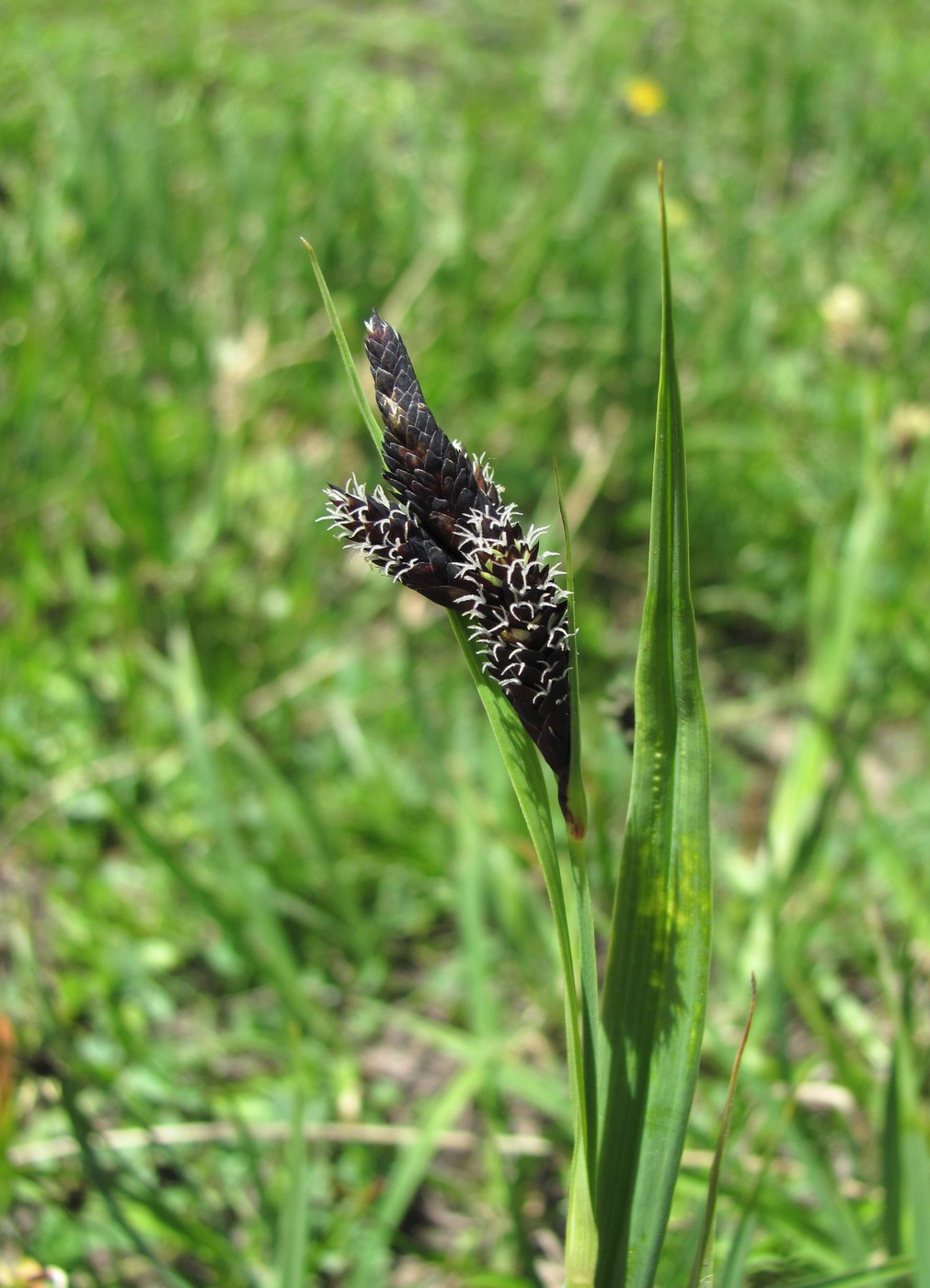 Изображение особи Carex medwedewii.