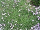 Aubrieta × cultorum. Цветущее растение. Волгоград, Ботсад ВГСПУ, в культуре. 23.04.2019.