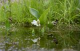 Calla palustris