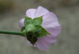 Althaea cannabina