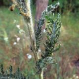 Achillea setacea. Часть побега. Ульяновск, Заволжский р-н, опушка широколиственного леса. 02.07.2021.