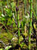 Equisetum fluviatile. Верхушка побега со стробилом. Магаданская обл., Ольский р-н, бассейн р. Омчик, р. Верхний Омчик, заболоченный участок. 26.06.2013.