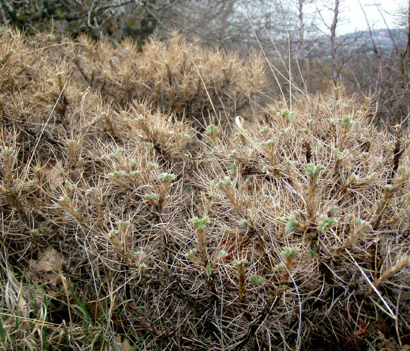 Изображение особи Astragalus arnacanthoides.