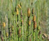 Equisetum ramosissimum