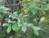 Zelkova carpinifolia. Ветвь. Абхазия, г. Сухум, Сухумский ботанический сад. 25.09.2022.