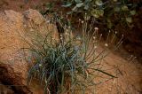 Catananche caerulea