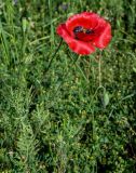 genus Papaver