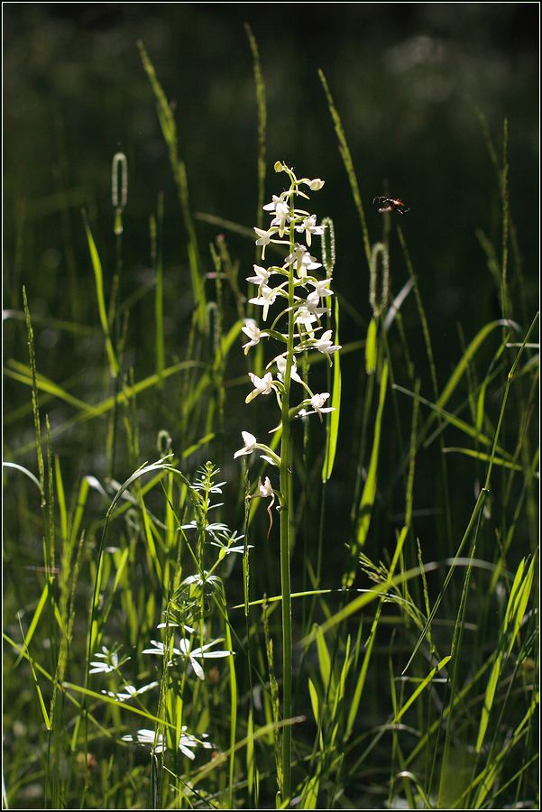 Изображение особи Platanthera bifolia.