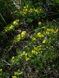 Chamaecytisus ruthenicus var. ssyreiszczikowii