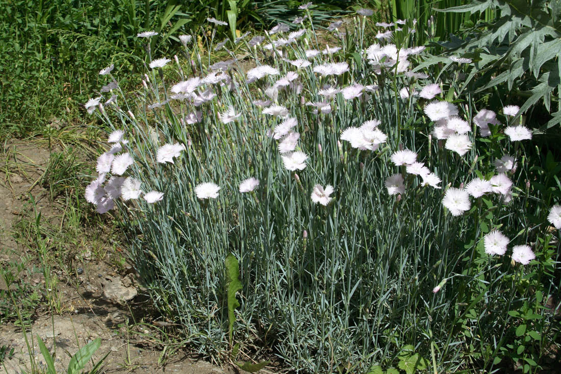 Изображение особи Dianthus plumarius.