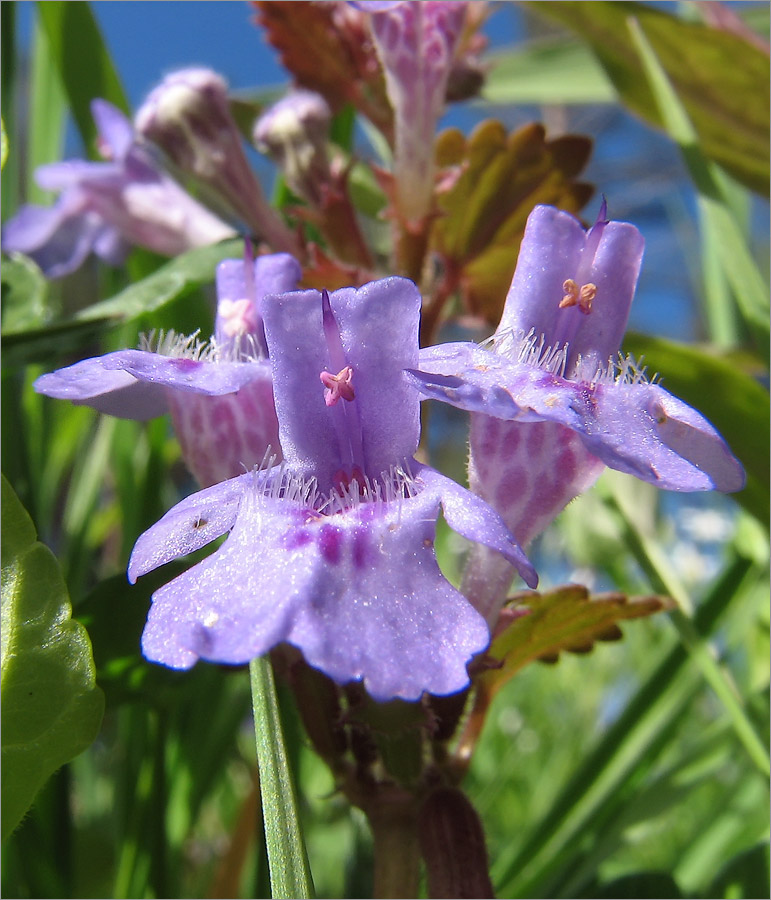 Изображение особи Glechoma hederacea.