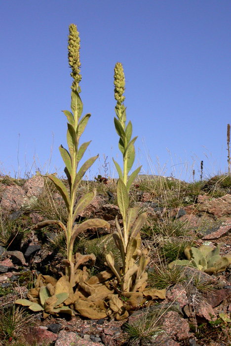 Изображение особи Verbascum thapsus.