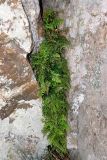 Asplenium billotii