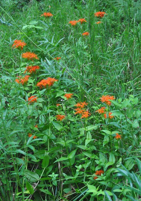 Изображение особи Lychnis wilfordii.