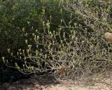 Callicarpa dichotoma