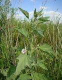 Althaea officinalis. Верхушка цветущего растения. Краснодарский край, Кущёвский р-н, станица Шкуринская, пойма балки Боброва. 03.07.2009.