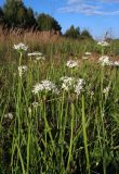 Allium tuberosum