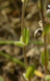 Myosotis micrantha