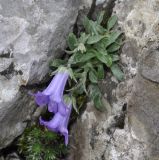 Campanula oreadum