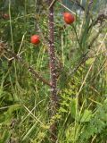 Rosa pulverulenta