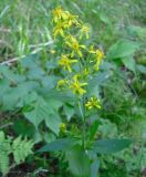 Solidago virgaurea