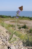 Echium vulgare. Цветущее растение с кормящейся репейницей (Vanessa cardui). Краснодарский край, м/о г. Новороссийск, ур. Широкая Балка, прибрежная гора, щебнистая осыпь. 08.06.2014.