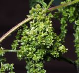 Urtica dioica