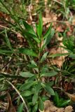 Polygala major