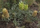 Astragalus petropylensis