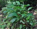 Phrynium pubinerve. Вегетирующее растение. Андаманские острова, остров Хейвлок, влажный тропический лес. 01.01.2015.